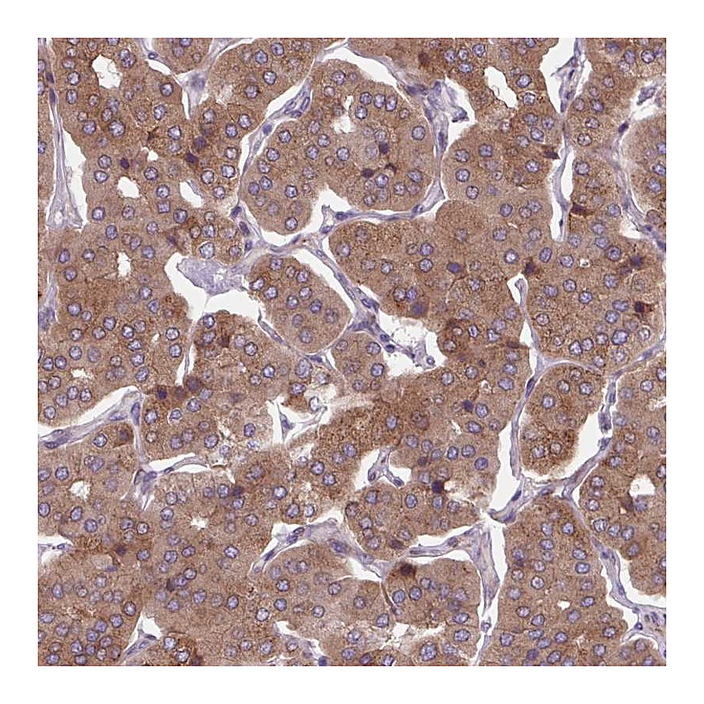 Atlas Antibodies Anti-PLA2G4A Antibody