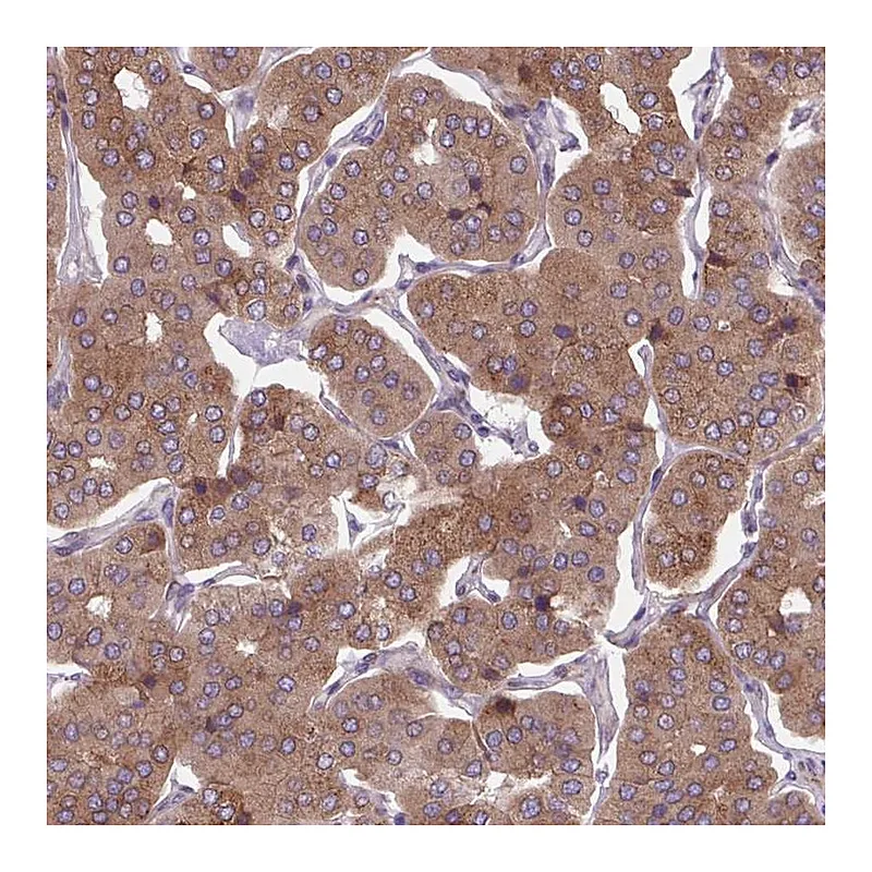 Atlas Antibodies Anti-PLA2G4A Antibody