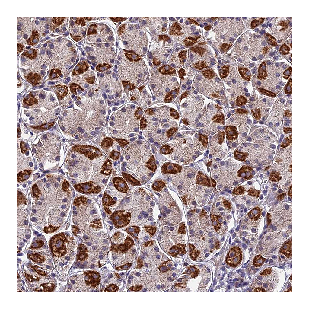 Atlas Antibodies Anti-PLAC9 Antibody