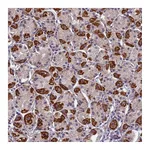 Atlas Antibodies Anti-PLAC9 Antibody