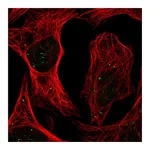 Atlas Antibodies Anti-PLAGL1 Antibody