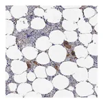 Atlas Antibodies Anti-PLAUR Antibody
