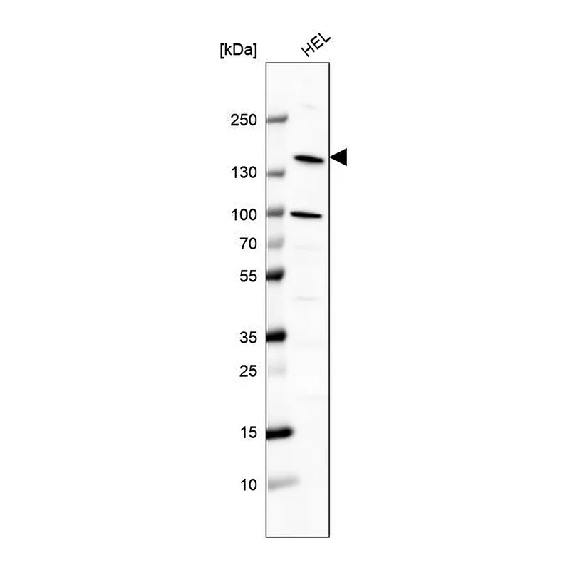 Atlas Antibodies Anti-PLCB2 Antibody