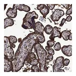 Atlas Antibodies Anti-PLAU Antibody