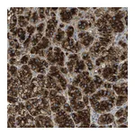 Atlas Antibodies Anti-PLBD2 Antibody