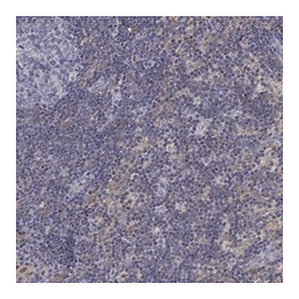 Atlas Antibodies Anti-PLCB2 Antibody