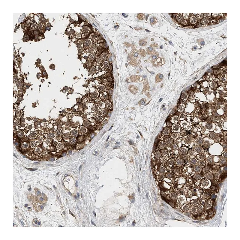 Atlas Antibodies Anti-PLCD1 Antibody