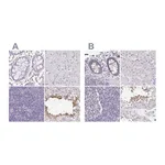 Atlas Antibodies Anti-PLCD4 Antibody