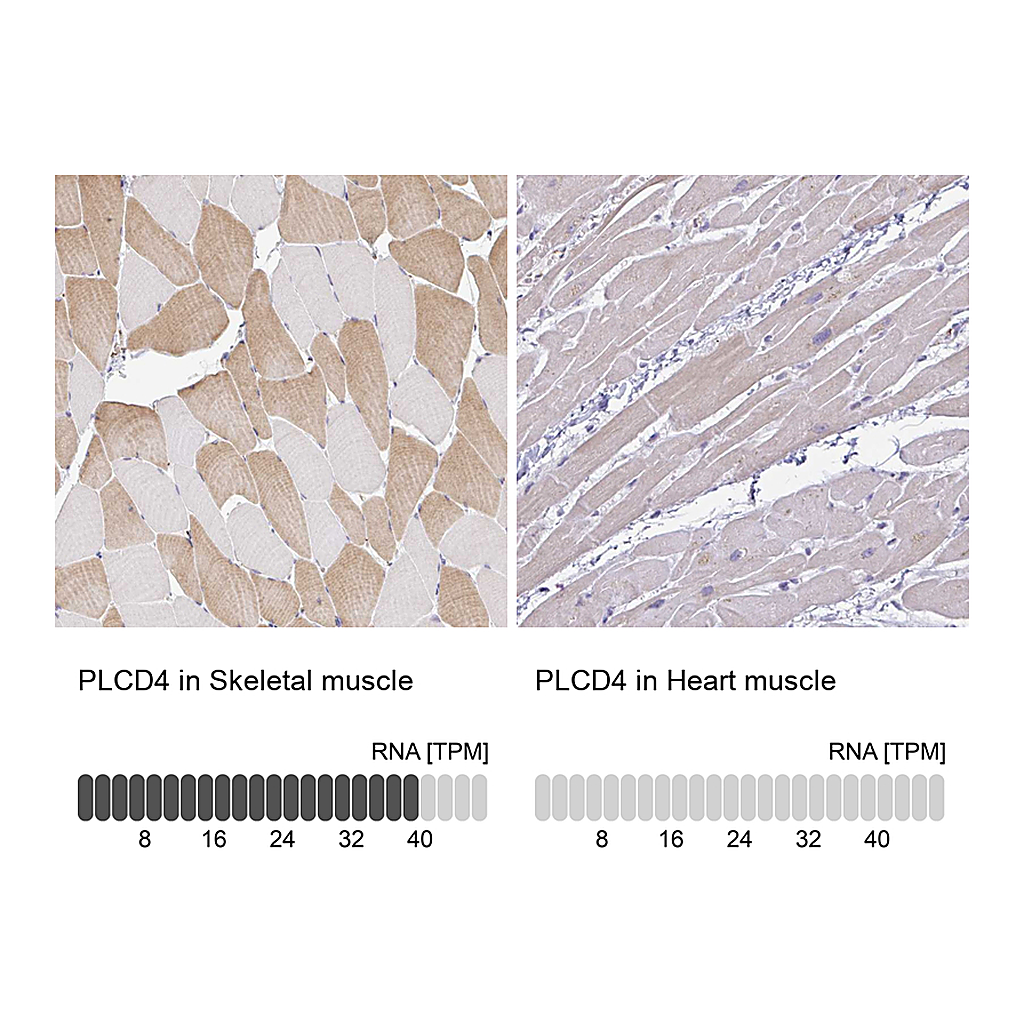 Atlas Antibodies Anti-PLCD4 Antibody