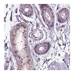 Atlas Antibodies Anti-PLCH2 Antibody