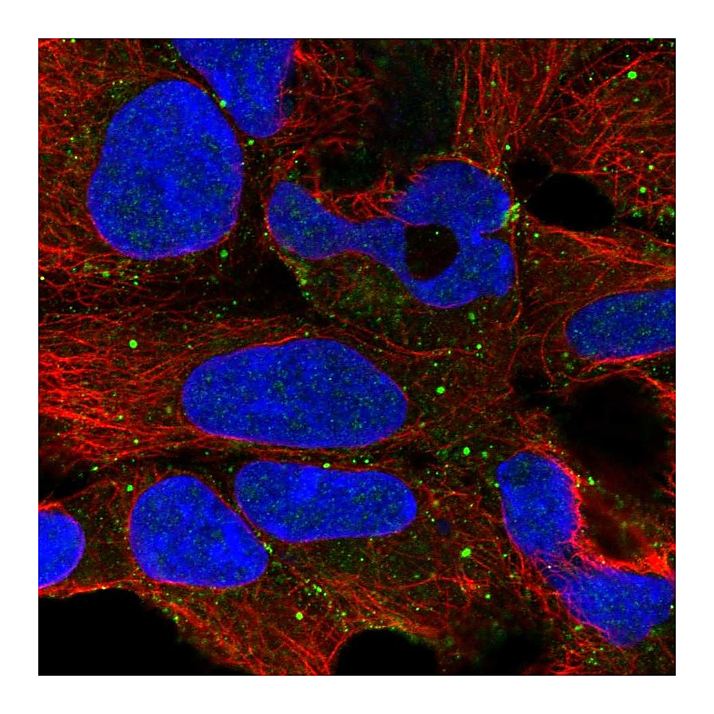 Atlas Antibodies Anti-PLCH1 Antibody