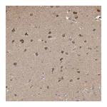 Atlas Antibodies Anti-PLCH1 Antibody