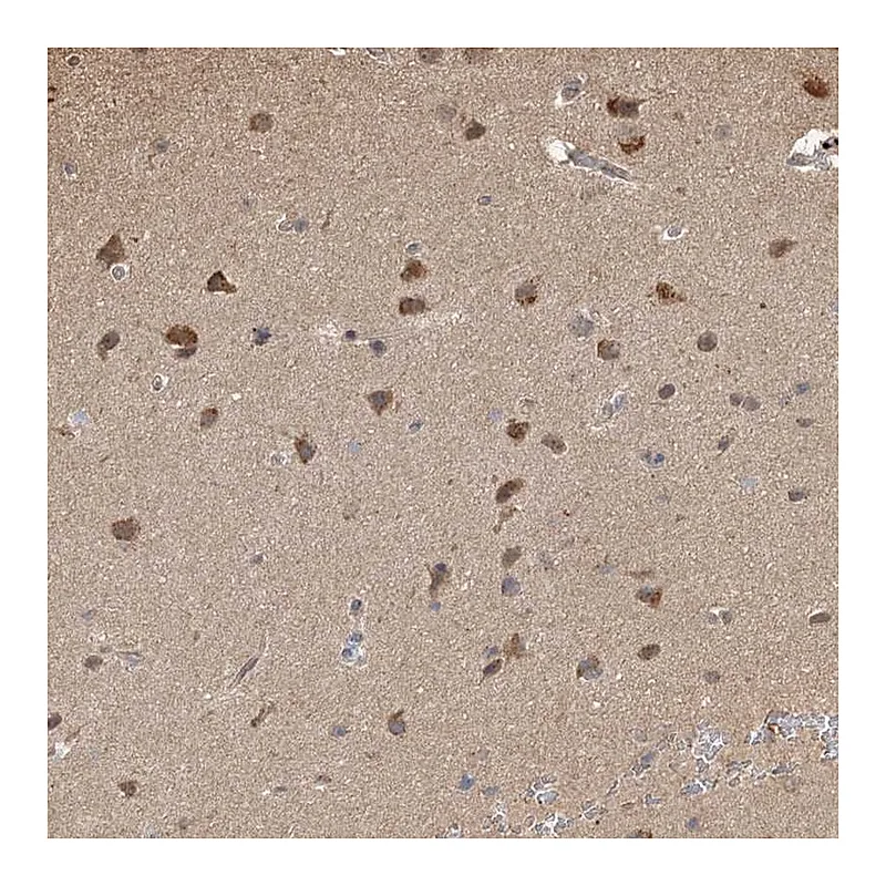 Atlas Antibodies Anti-PLCH1 Antibody