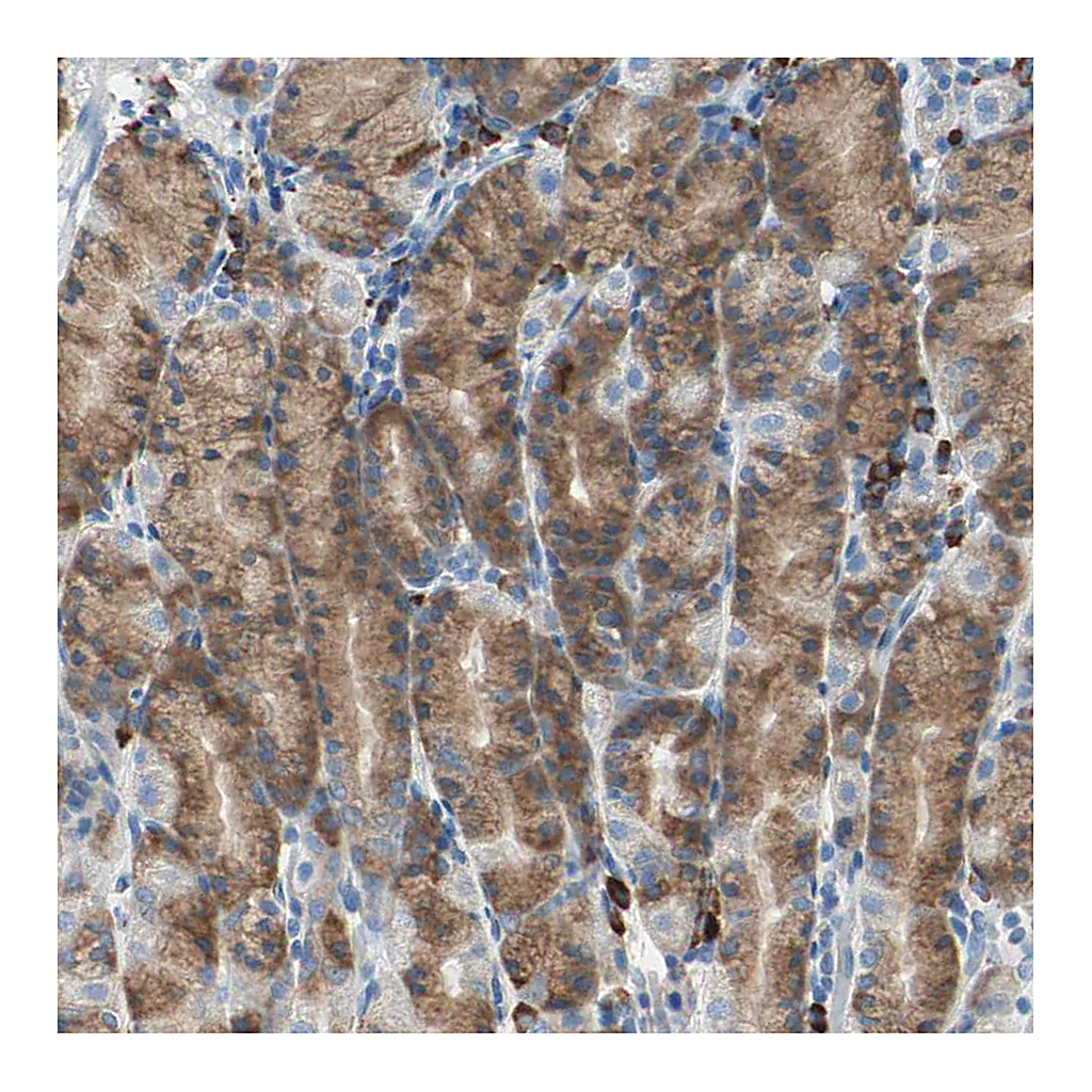Atlas Antibodies Anti-PLCXD1 Antibody