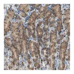 Atlas Antibodies Anti-PLCXD1 Antibody