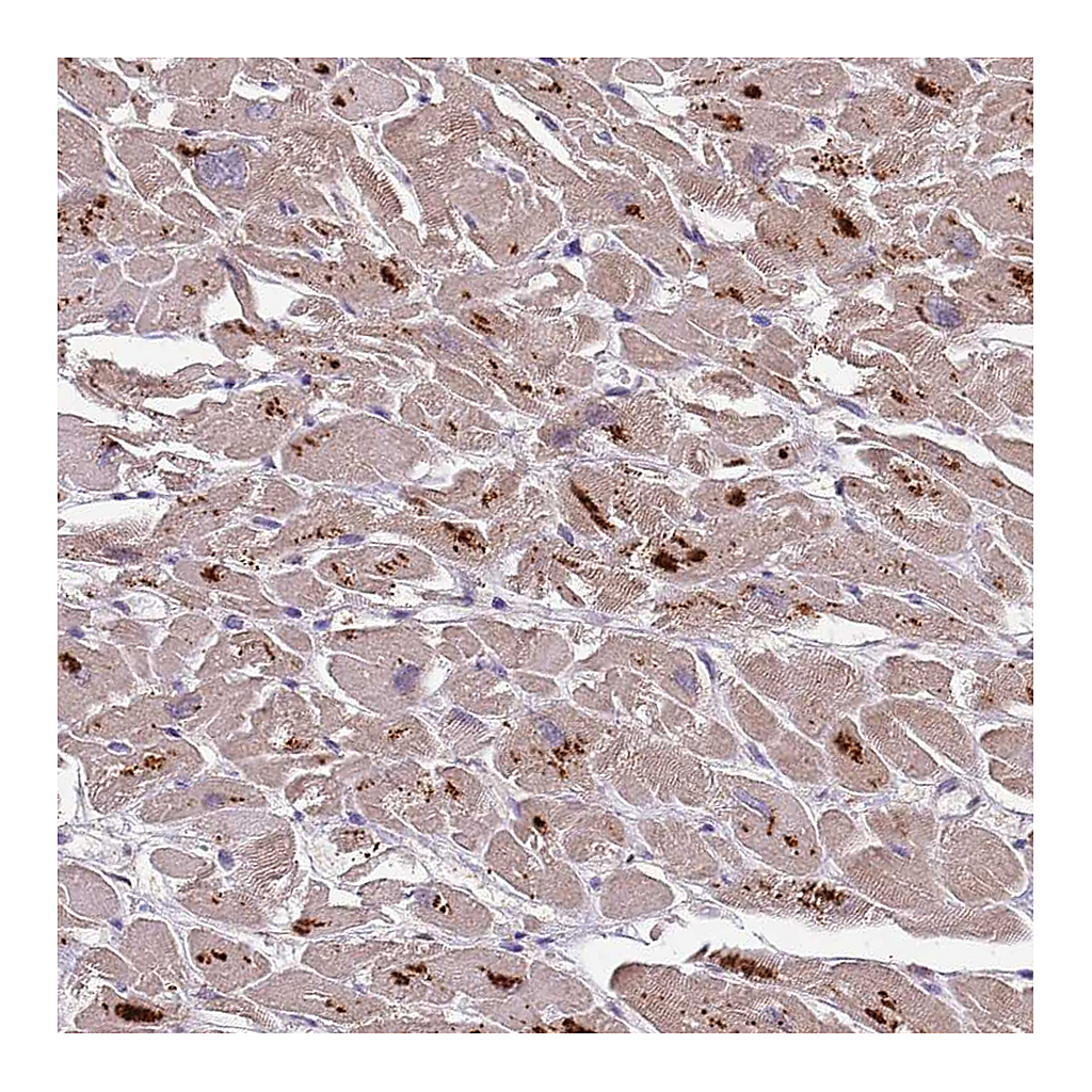 Atlas Antibodies Anti-PLCXD3 Antibody