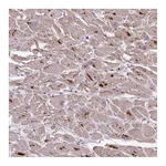 Atlas Antibodies Anti-PLCXD3 Antibody