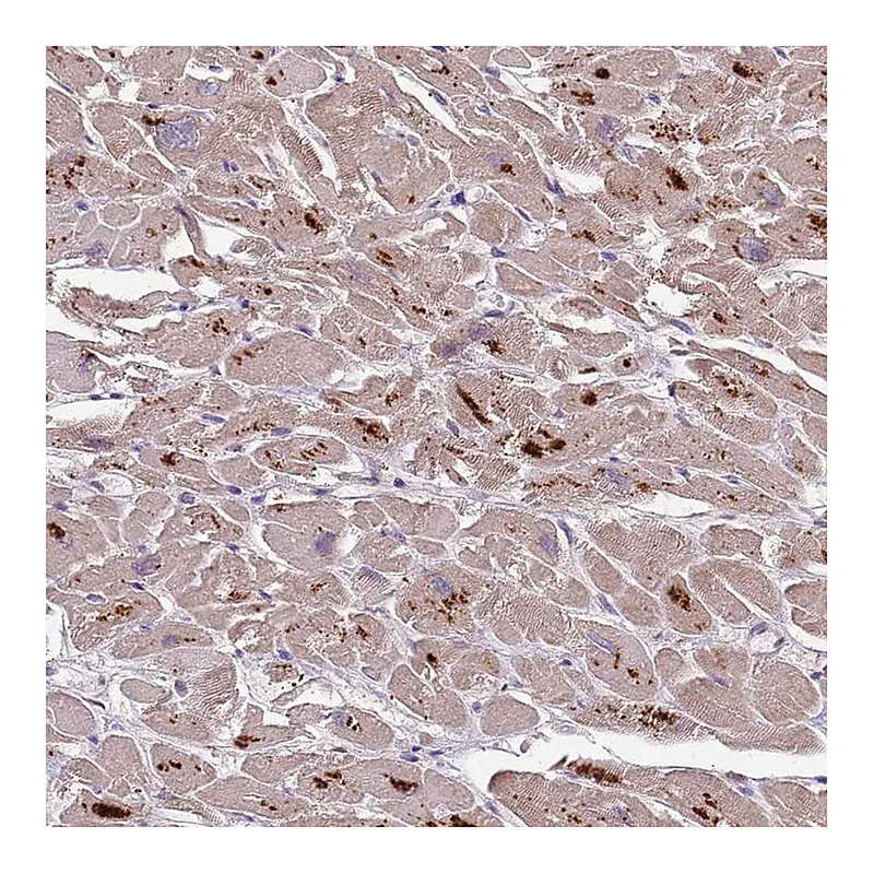 Atlas Antibodies Anti-PLCXD3 Antibody
