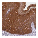 Atlas Antibodies Anti-PLD4 Antibody