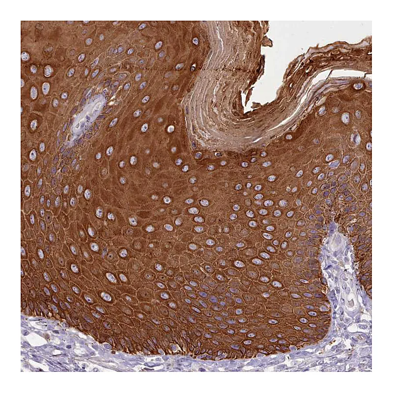 Atlas Antibodies Anti-PLD4 Antibody