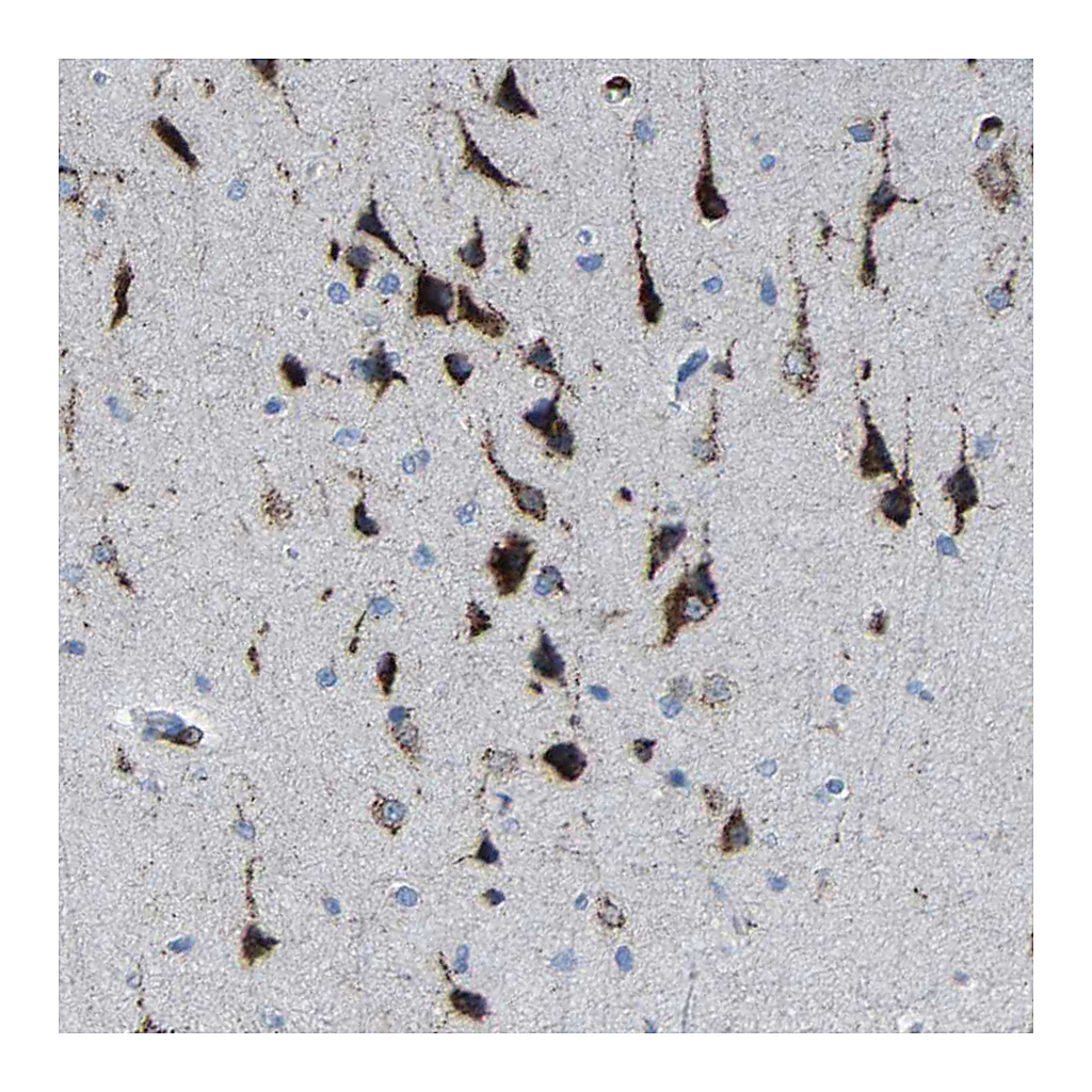 Atlas Antibodies Anti-PLD3 Antibody