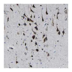Atlas Antibodies Anti-PLD3 Antibody