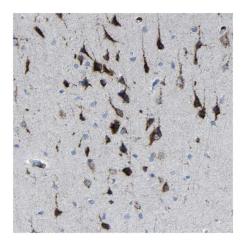 Atlas Antibodies Anti-PLD3 Antibody