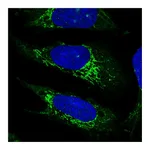 Atlas Antibodies Anti-PLD5 Antibody