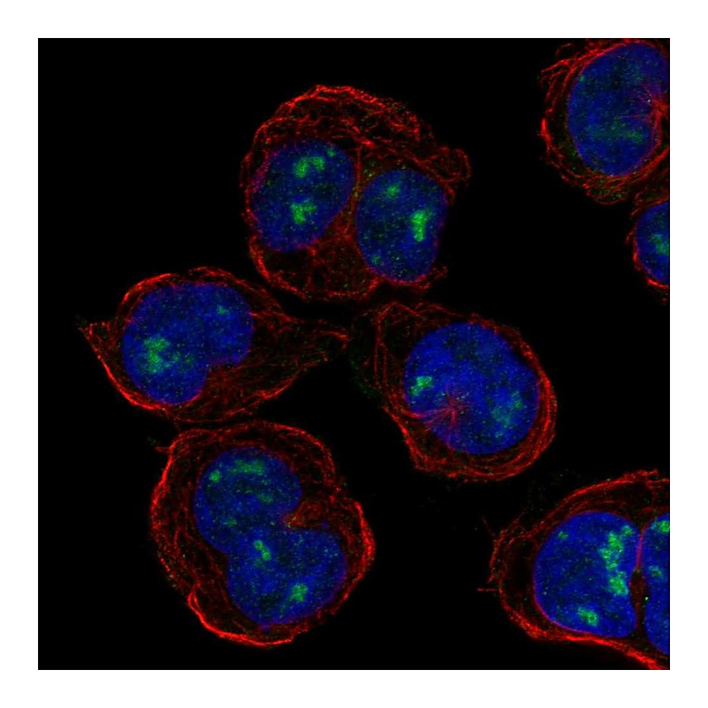 Atlas Antibodies Anti-PLEK Antibody