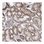 Atlas Antibodies Anti-PLEKHA5 Antibody