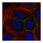 Atlas Antibodies Anti-PLEKHA6 Antibody