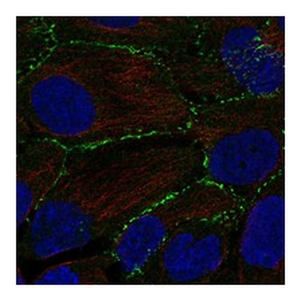 Atlas Antibodies Anti-PLEKHA6 Antibody