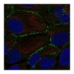 Atlas Antibodies Anti-PLEKHA6 Antibody