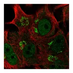Atlas Antibodies Anti-PLEKHA8 Antibody