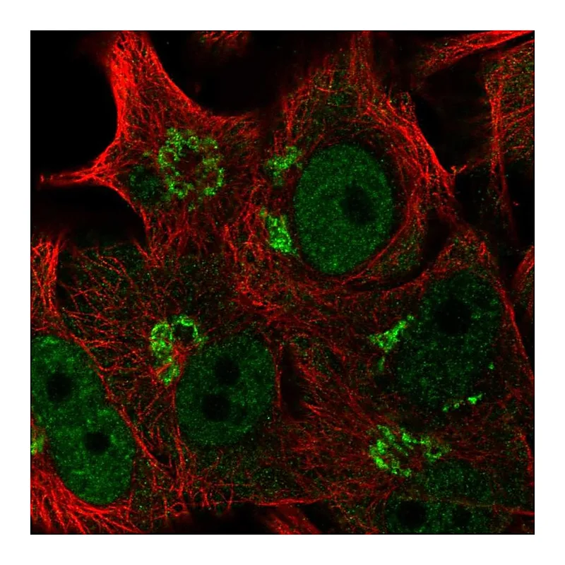 Atlas Antibodies Anti-PLEKHA8 Antibody