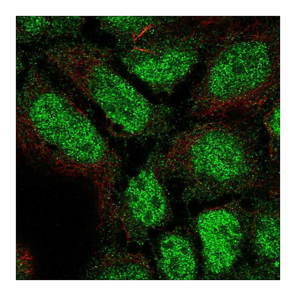 Atlas Antibodies Anti-PLEKHG1 Antibody