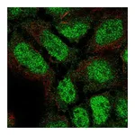 Atlas Antibodies Anti-PLEKHG1 Antibody