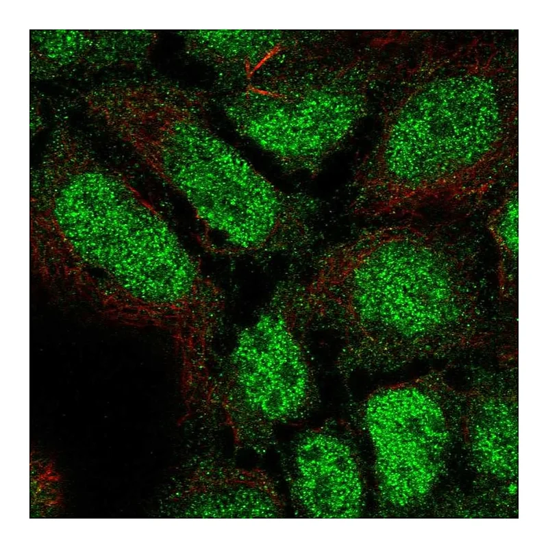 Atlas Antibodies Anti-PLEKHG1 Antibody