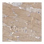 Atlas Antibodies Anti-PLEKHF1 Antibody