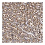 Atlas Antibodies Anti-PLEKHF2 Antibody