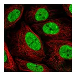 Atlas Antibodies Anti-PLEKHG4B Antibody