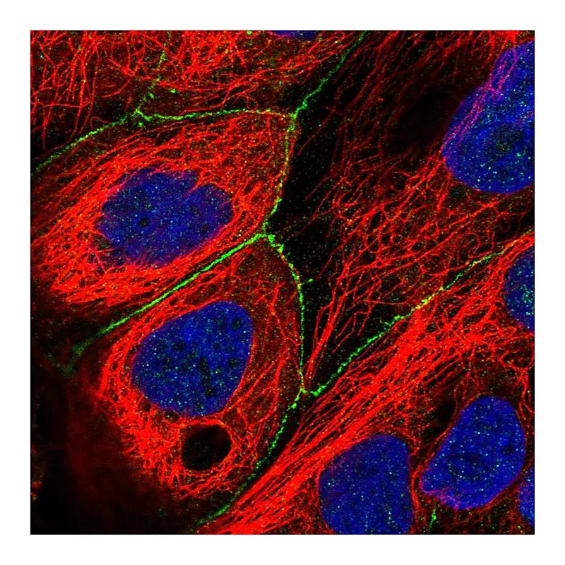 Atlas Antibodies Anti-PLEKHG4 Antibody