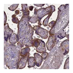 Atlas Antibodies Anti-PLEKHG6 Antibody