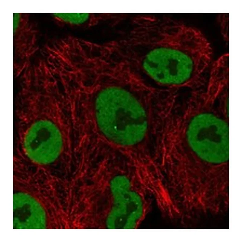 Atlas Antibodies Anti-PLEKHG7 Antibody