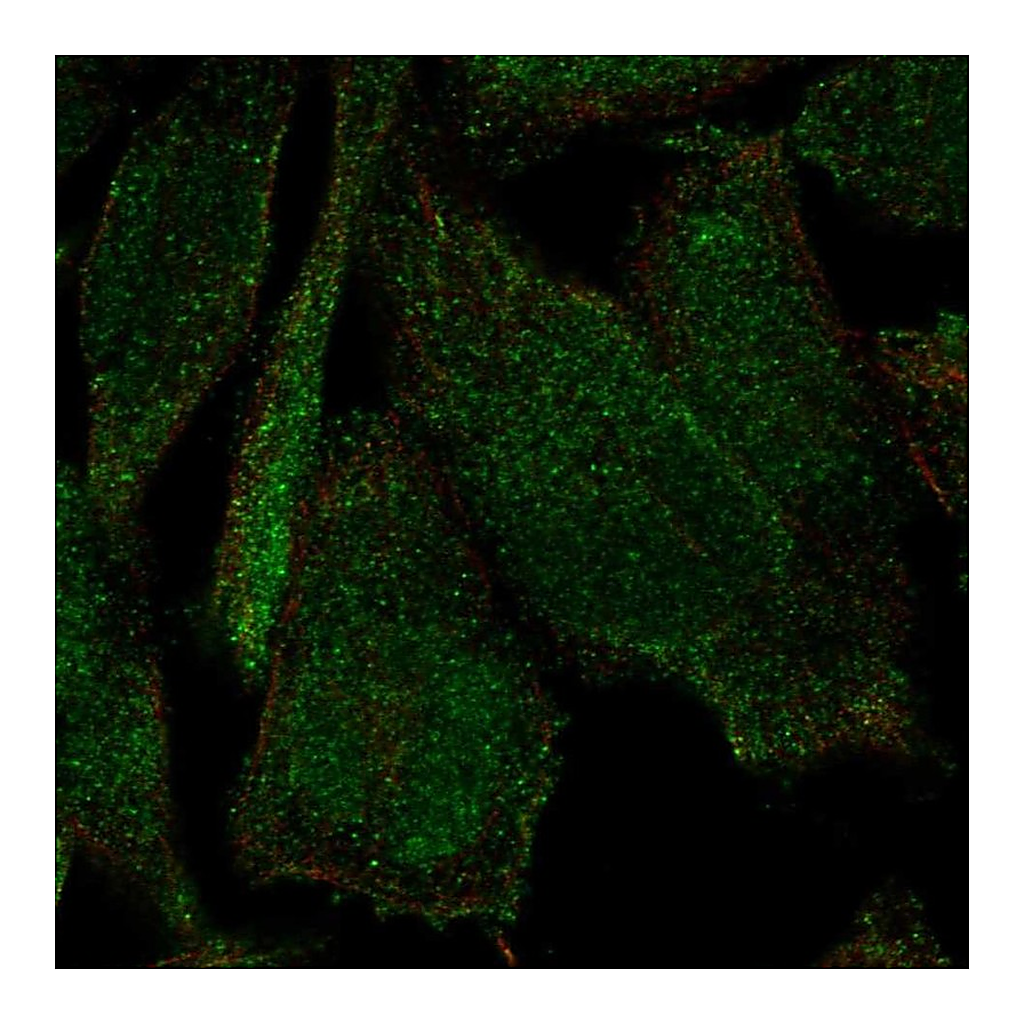 Atlas Antibodies Anti-PLEKHH2 Antibody