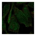 Atlas Antibodies Anti-PLEKHH2 Antibody
