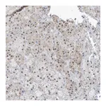 Atlas Antibodies Anti-PLEKHN1 Antibody