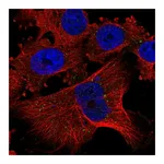 Atlas Antibodies Anti-PLGLB1 Antibody