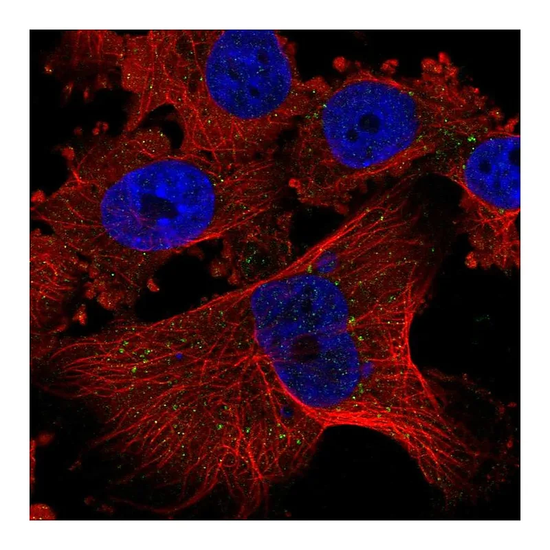 Atlas Antibodies Anti-PLGLB1 Antibody