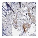 Atlas Antibodies Anti-PLG Antibody
